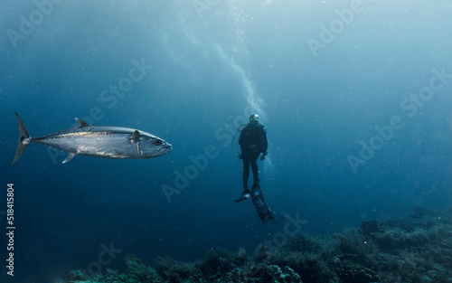 A blue fin Tuna swimming past a diver at Tubbataha Reef photo