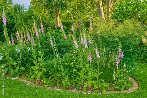 Lush landscape with colorful flowering plants growing in a garden or park on a sunny spring day outdoors. Pink common foxglove or ladys glove flowers from the plantain species blooming in nature