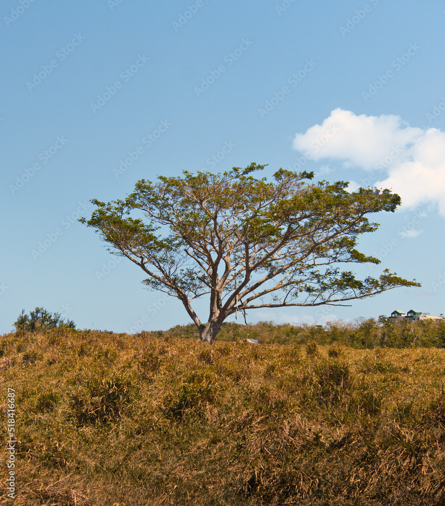 Beautiful single green tree isolated from puerto rico Beautiful single green tree isolated from puerto rico