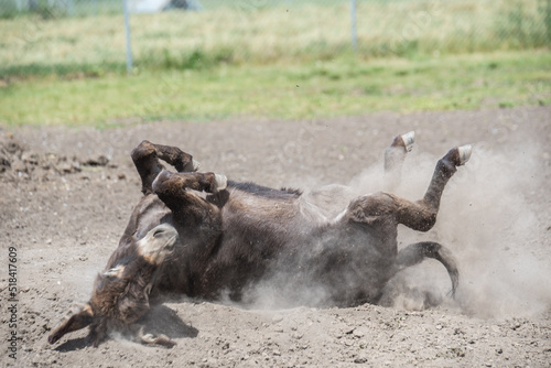 Miniature Donkey rolling in dusty field