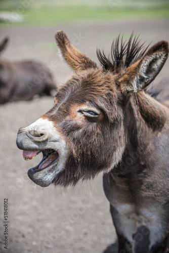 Miniature Donkey yawning Portrait