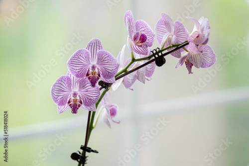 Purple striped orchid