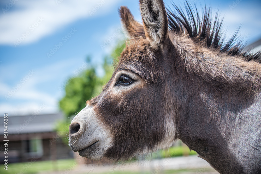 Miniature Donkey Portrait of head and neck Miniature Donkey Portrait of head and neck