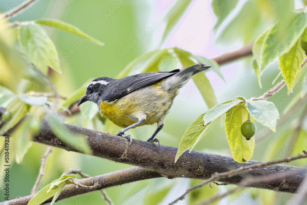 Fototapeta premium Bananaquit. Coereba flaveola