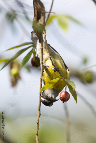 Bananaquit. Coereba flaveola photo