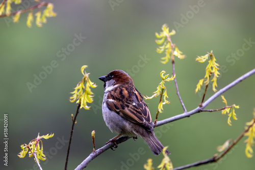 Sparrow Bird on a Branch in the Spring photo