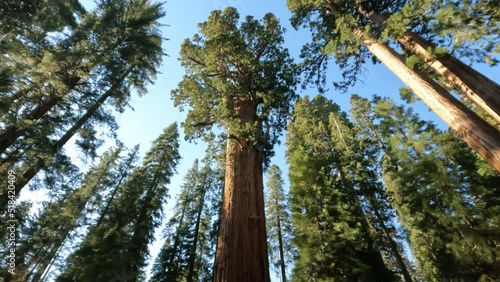 Looking up at Big Sequoia Tree on a Sunny Day at Sequoia National Park with Blue Sky in the Background
