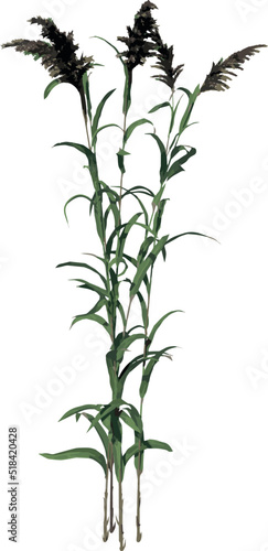 Front view of Plant ( Tall grass lawn 5) Tree illustration vector	
