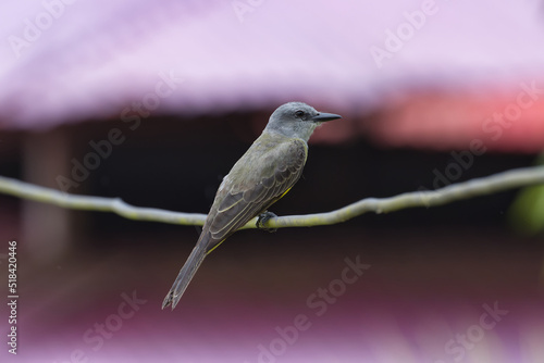 Tropical kingbird. Tyrannus melancholicus photo
