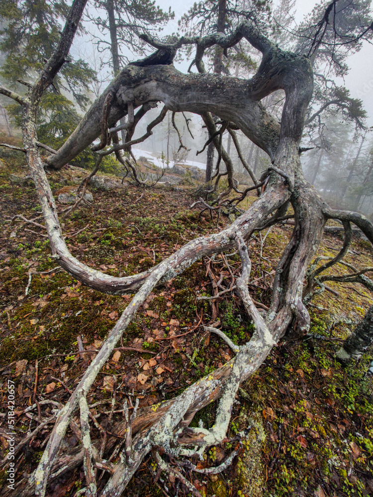 Forest That Lies On a Rocky Hill Covered by a Mist Forest That Lies On a Rocky Hill Covered by a Mist