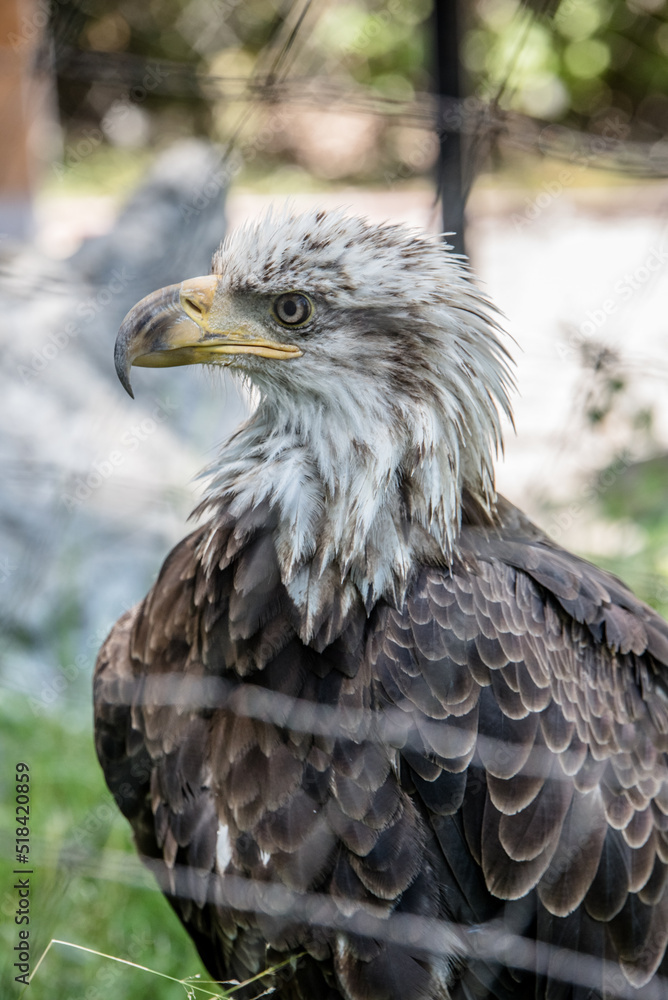 Obraz premium American Bald Eagle Portrait 