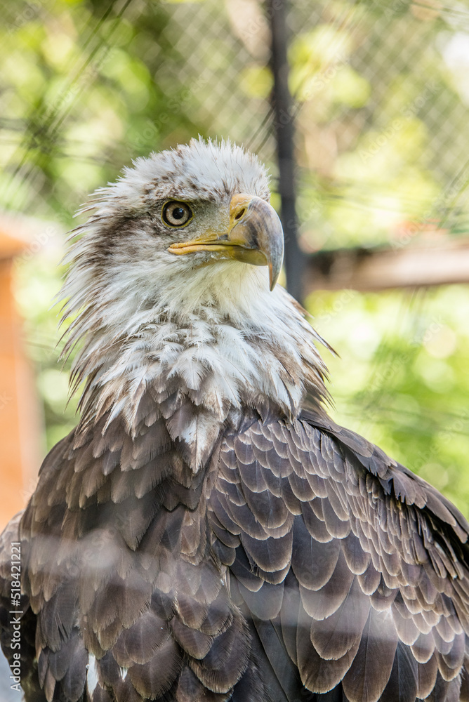 Fototapeta premium American Bald Eagle Portrait 