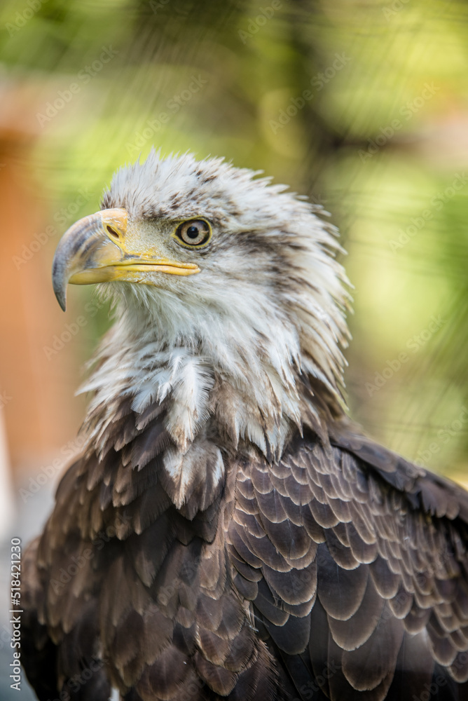 American Bald Eagle Portrait 