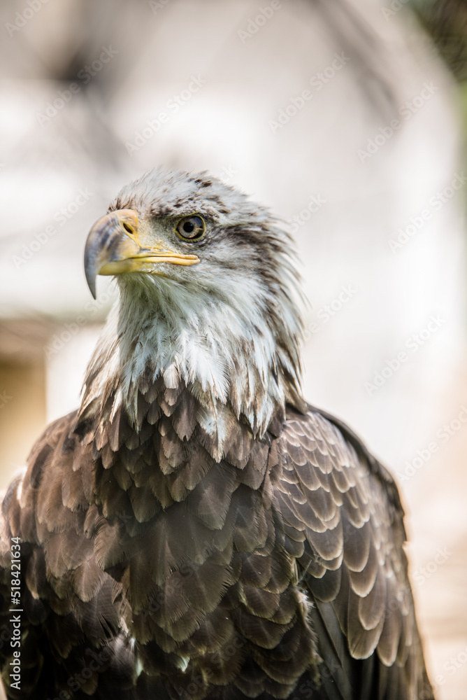 American Bald Eagle Portrait American Bald Eagle Portrait