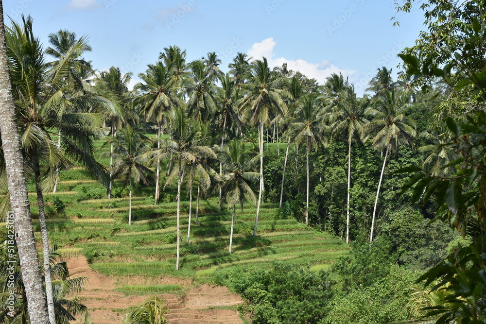 Coffee Plantation Terraces with Palm Trees in Bali