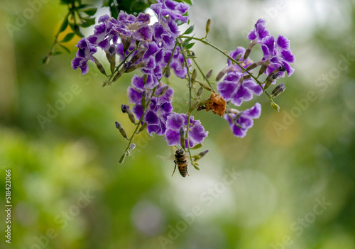 Fototapeta Naklejka Na Ścianę i Meble -  Bee on a flower