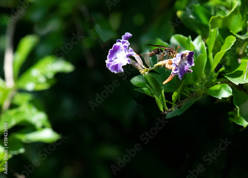  hornet on a flower