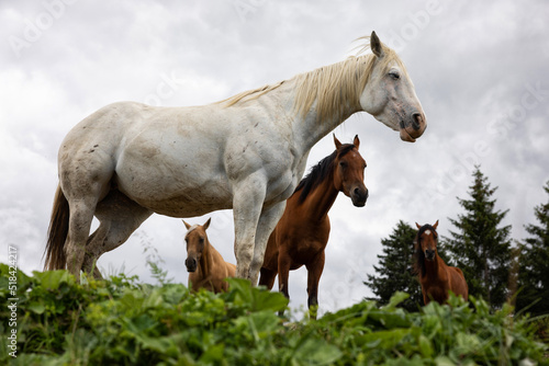 Group of horses, standing still photo