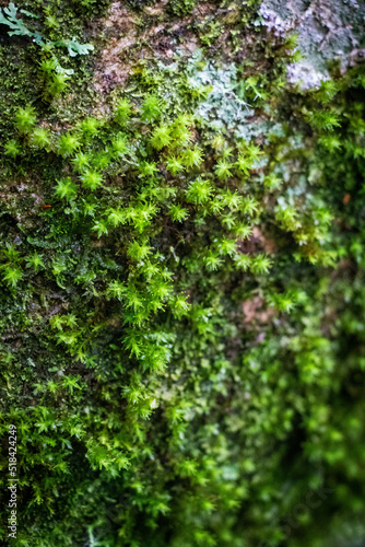 wet moss on a log