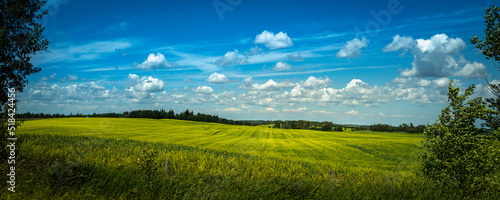 Bright yellow Rapeseed plants and flowers in full bloom near Riding Mountain National Park on John Bracken Hwy in  Erickson, Manitoba, Canada