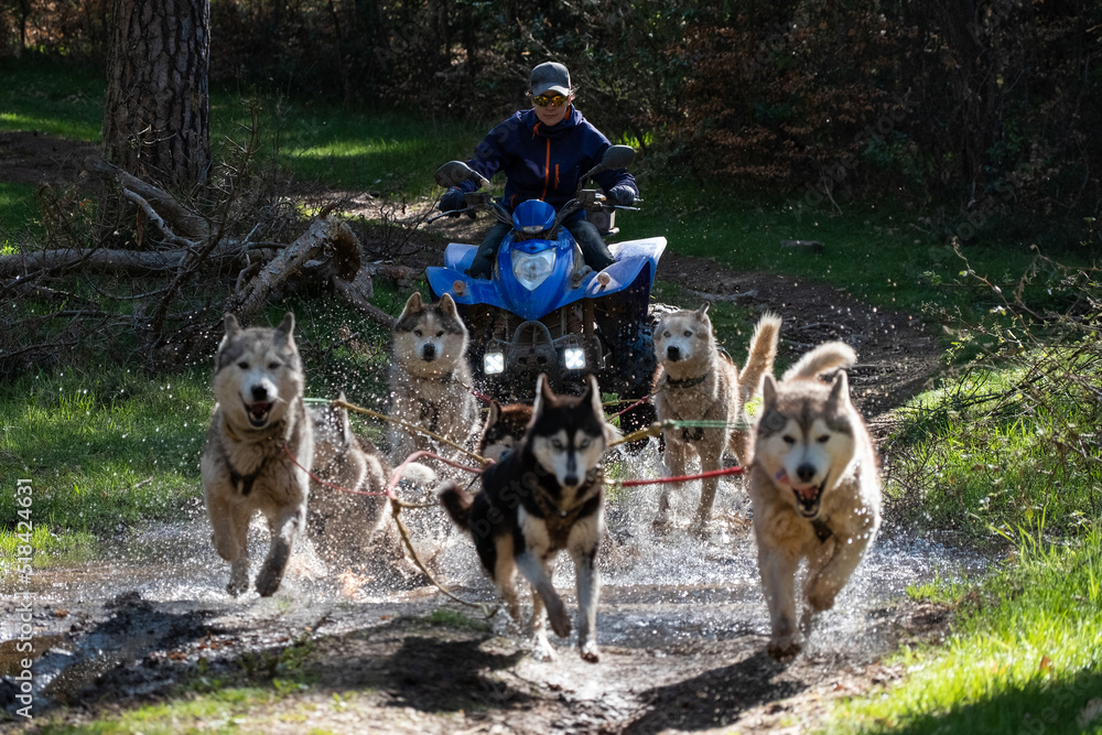 Huskies pulling a quad