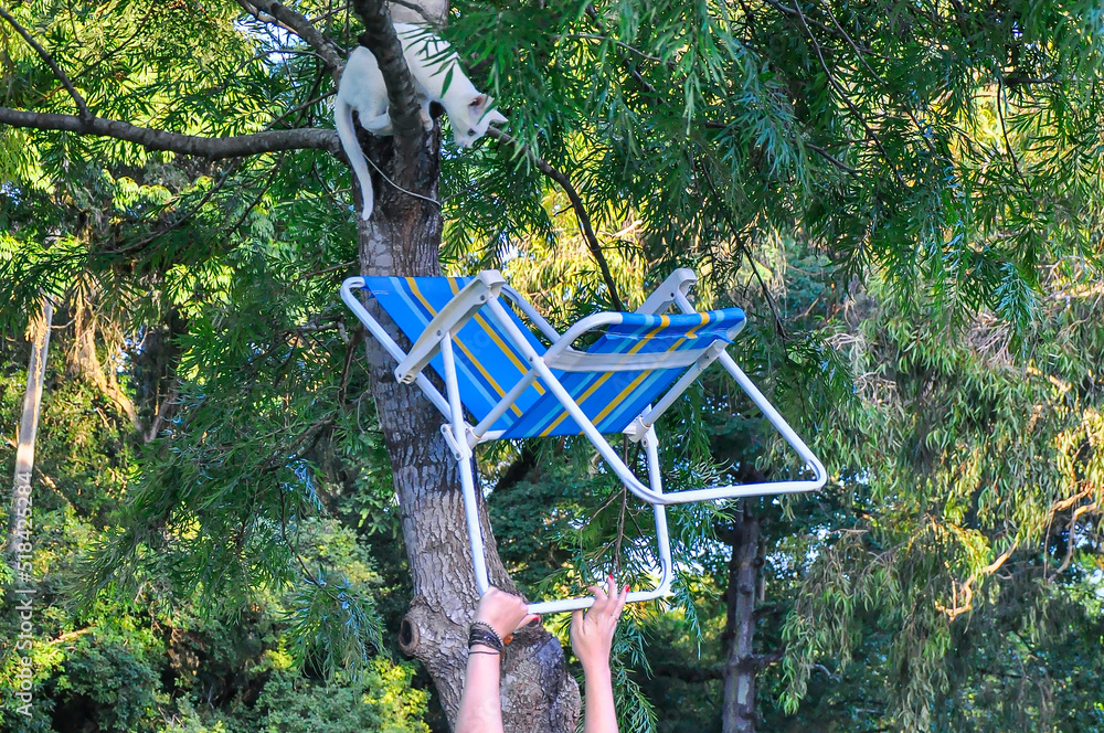 People using a folding chair to rescue a cat stuck in a tree People using a folding chair to rescue a cat stuck in a tree