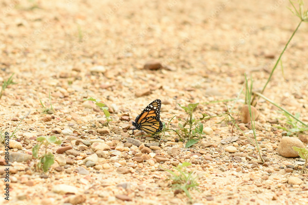 butterfly on grass