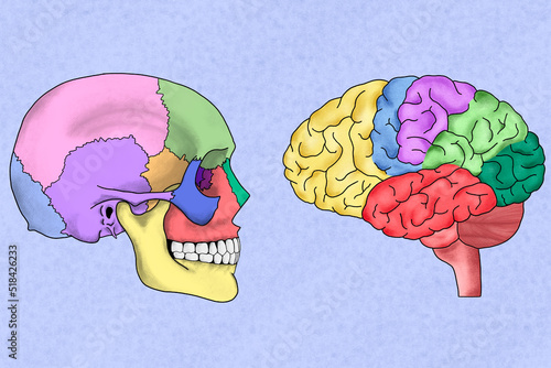 Human brain and skull illustration photo