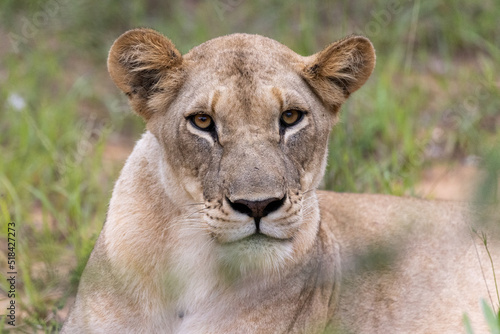 Lioness photo