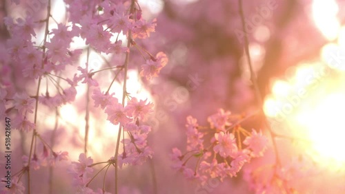 夕日に染まる満開の桜の花　日本　城の公園のサクラ photo