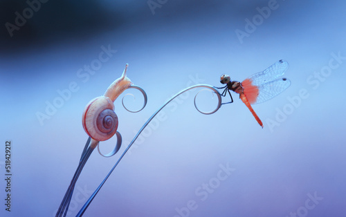 snail in flower © ridho