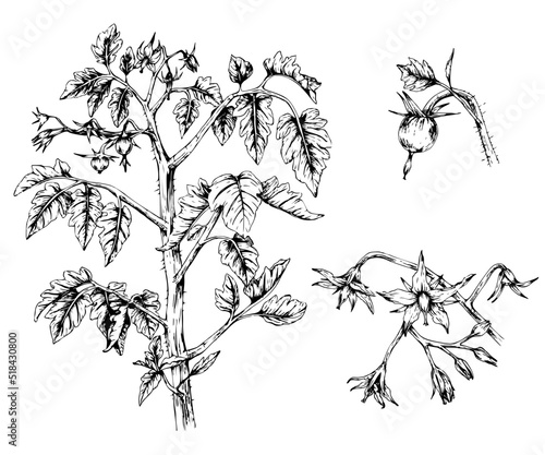 hand drawn illustration of tomato plant and flowers in engraving style, isolated on white background
