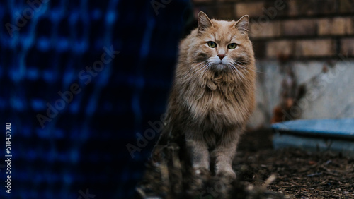 Photos Spunky Cat 2