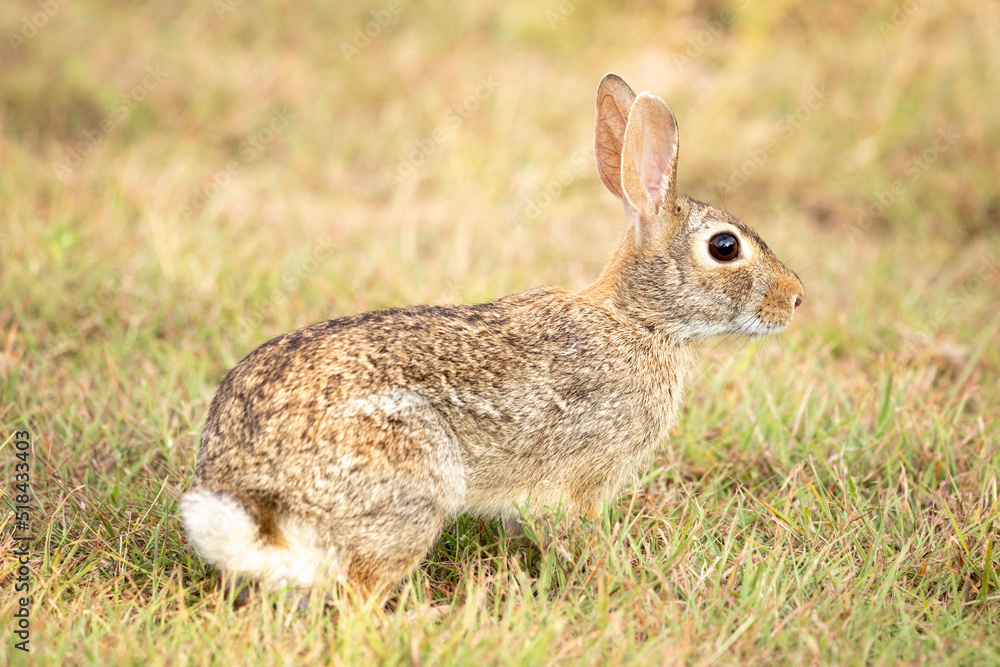 An Eastern Cottontail sitting in the grass An Eastern Cottontail sitting in the grass