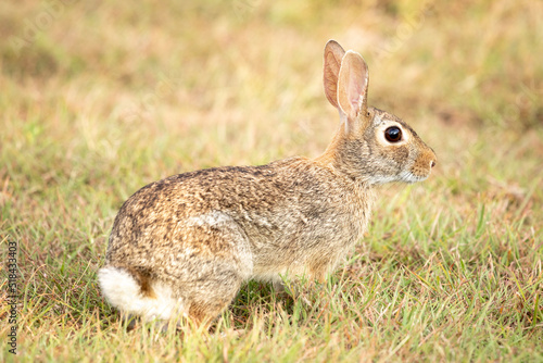 An Eastern Cottontail sitting in the grass