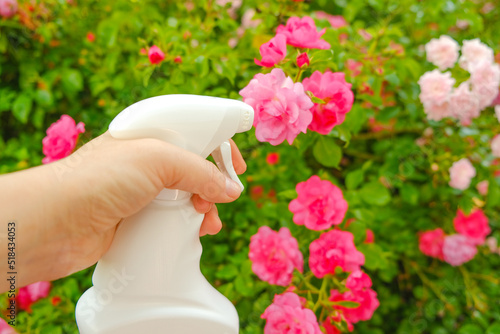 Fototapeta Naklejka Na Ścianę i Meble -  White bottle with disinfectant for roses in a female hand on a rose flower bed background. Remedy for roses from diseases and pests.Sanitizing Rose. caring for roses