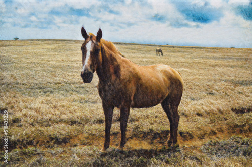 Horse in dry grassy field on the southern most part of Mauna Loa  the Big Island of Hawaii.