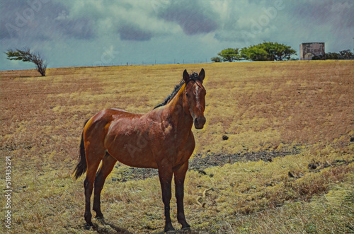 Horse in a dry grassy field on the southernmost part of Mauna Loa  the Big Island of Hawaii.  Edited to create an Illustration from a photo.