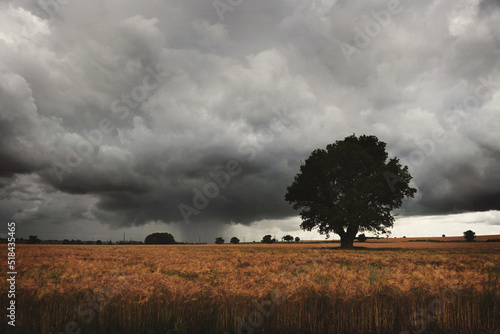 Fields of corn under a stormy English sky photo
