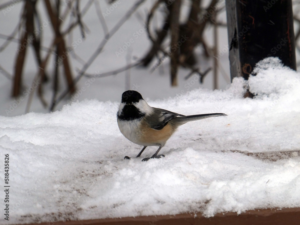 Obraz premium Tit bird sitting on snow