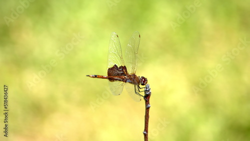 Red saddlebags dragonfly perched on a twig in a backyard in Panama City, Florida, USA photo