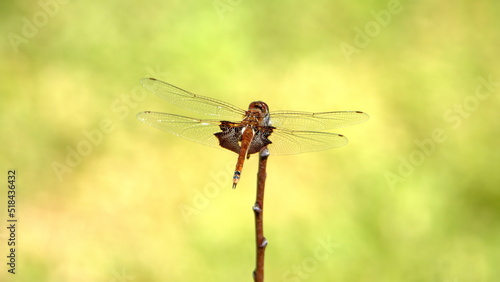 Red saddlebags dragonfly perched on a twig in a backyard in Panama City, Florida, USA