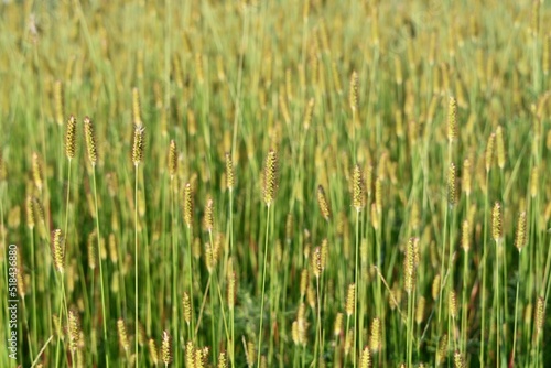 Grass in a Field