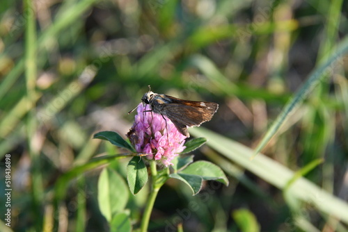 Moth on a Purple Clover Bloom