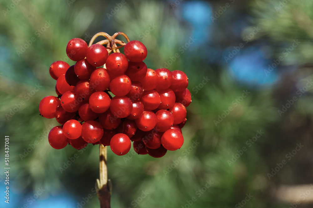 Obraz premium Bunch of beautiful red viburnum close up on a green background on a sunny day. Bright rays and blue sky. Guelder-rose is Symbol of Ukraine.
