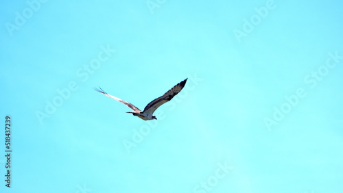 Western osprey (Pandion haliaetus) flying in a clear, blue sky in Panama City, Florida, USA