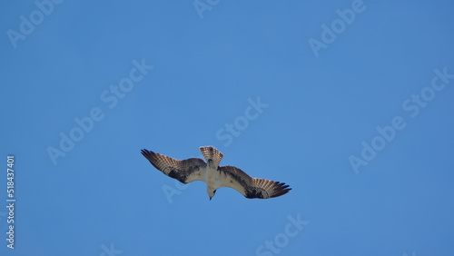 Western osprey  Pandion haliaetus  flying in a clear  blue sky in Panama City  Florida  USA
