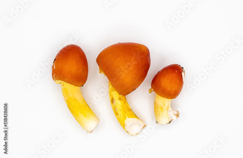Caesar's mushroom on a white background. Amanita caesarean. The mushroom looks like an egg. A yellow-orange mushroom emerges from the white shell. Caesar mushrooms. photo
