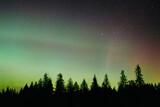 Aurora borealis above pine trees
