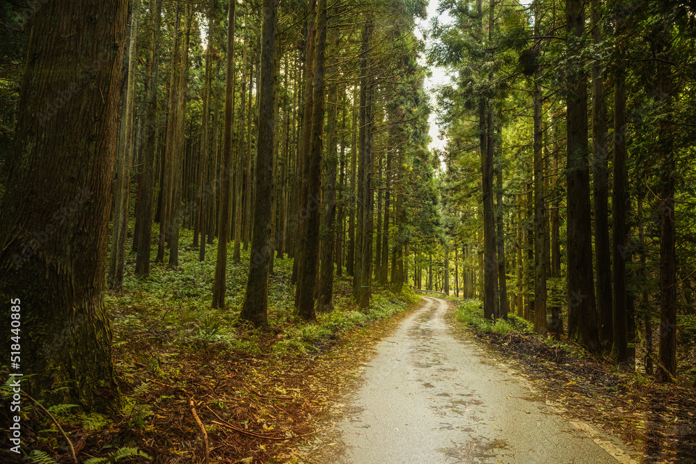 Obraz premium 兵庫県・渓谷の風景、林道